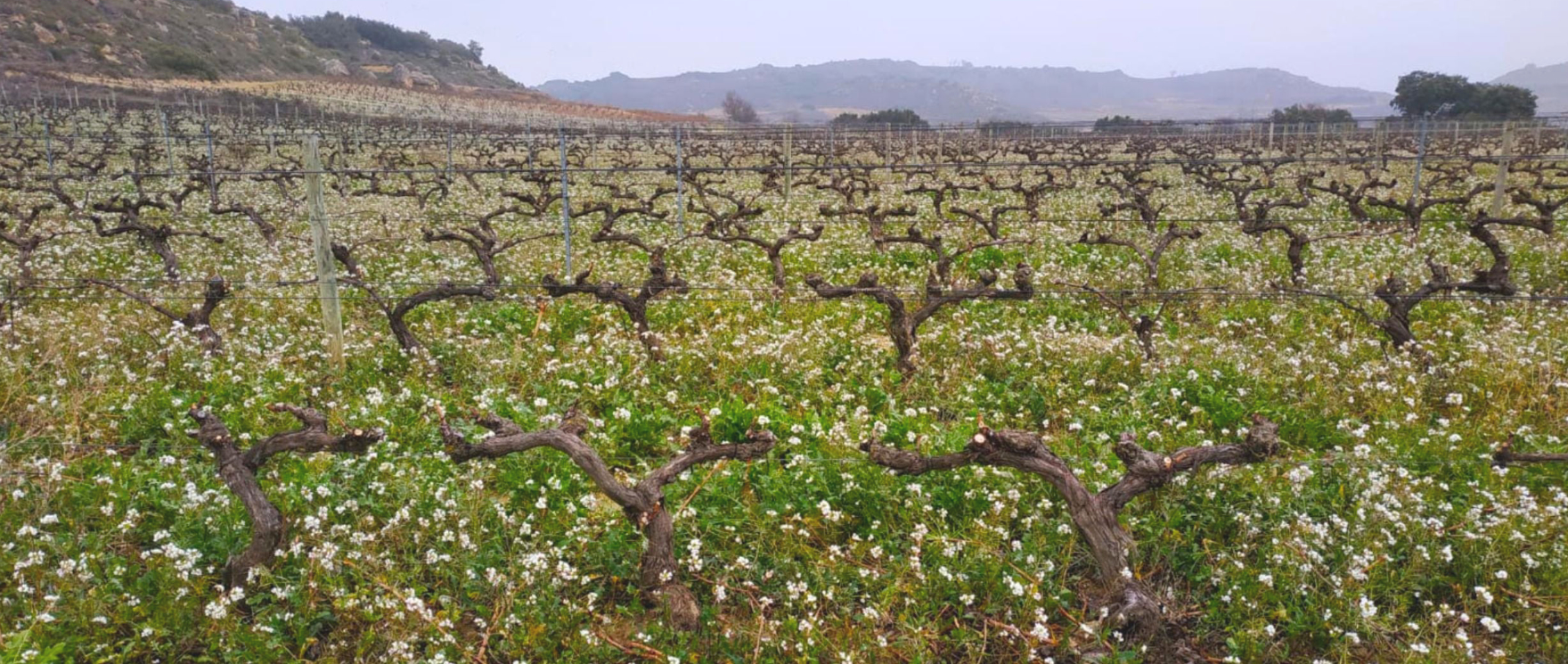 bodegas_moraza_rioja_wine